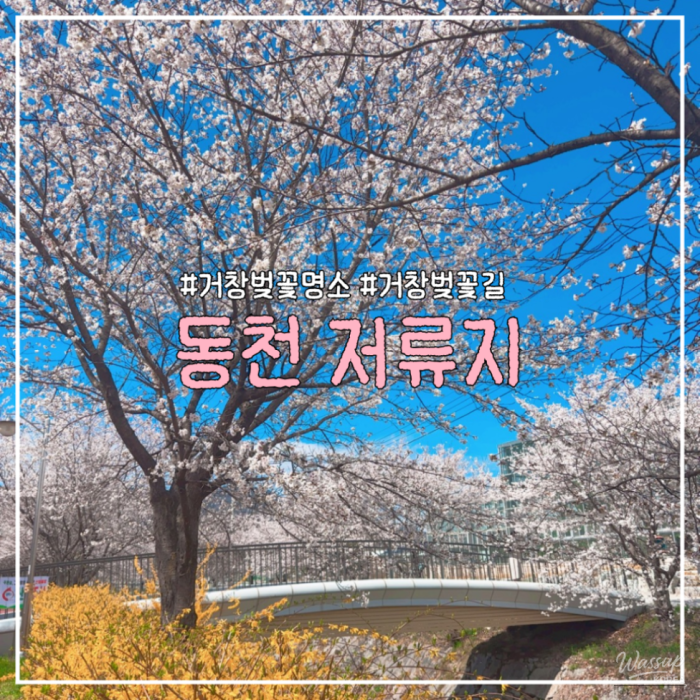 Cherry Blossom Walk at Dongcheon Reservoir_01