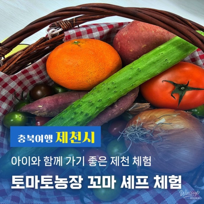 Experience the Joy of Tomato Harvesting at Jecheon Red Heroes Tomato Farm_01