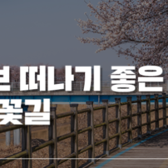 A Romantic Drive Along the Cherry Blossom Path of the Mangyeong River1607