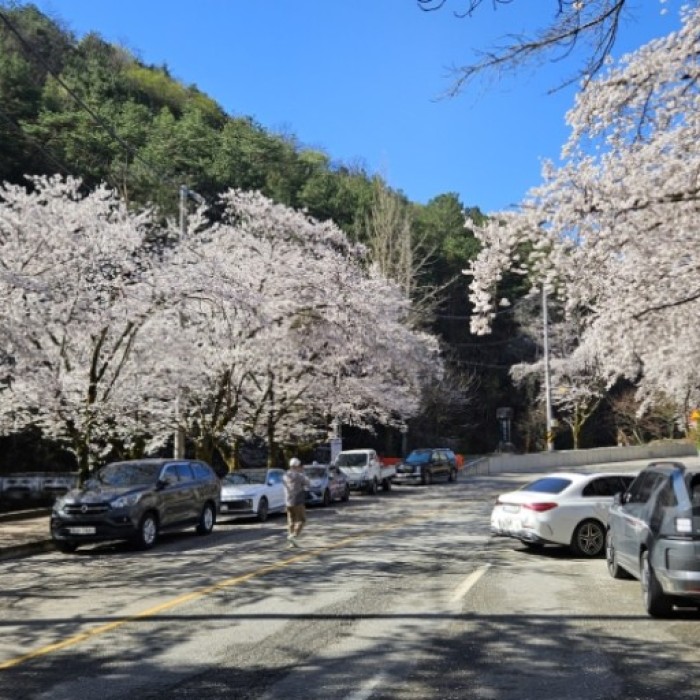 Spring Blossoms at Deokcheon Seowon3198