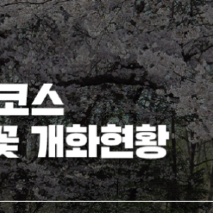 A Spring Stroll Under Cherry Blossoms at Jeonju Zoo1615