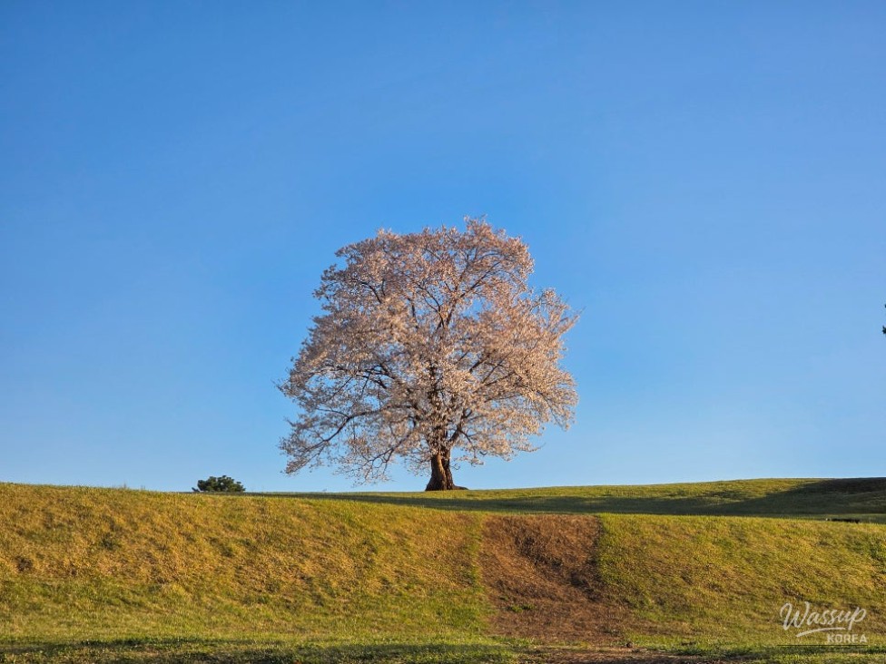 Exploring the Cherry Blossom Tree at Mari Mountain Tombs in Hamann_17