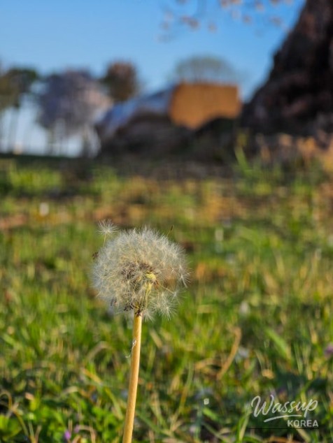 Exploring the Cherry Blossom Tree at Mari Mountain Tombs in Hamann_11