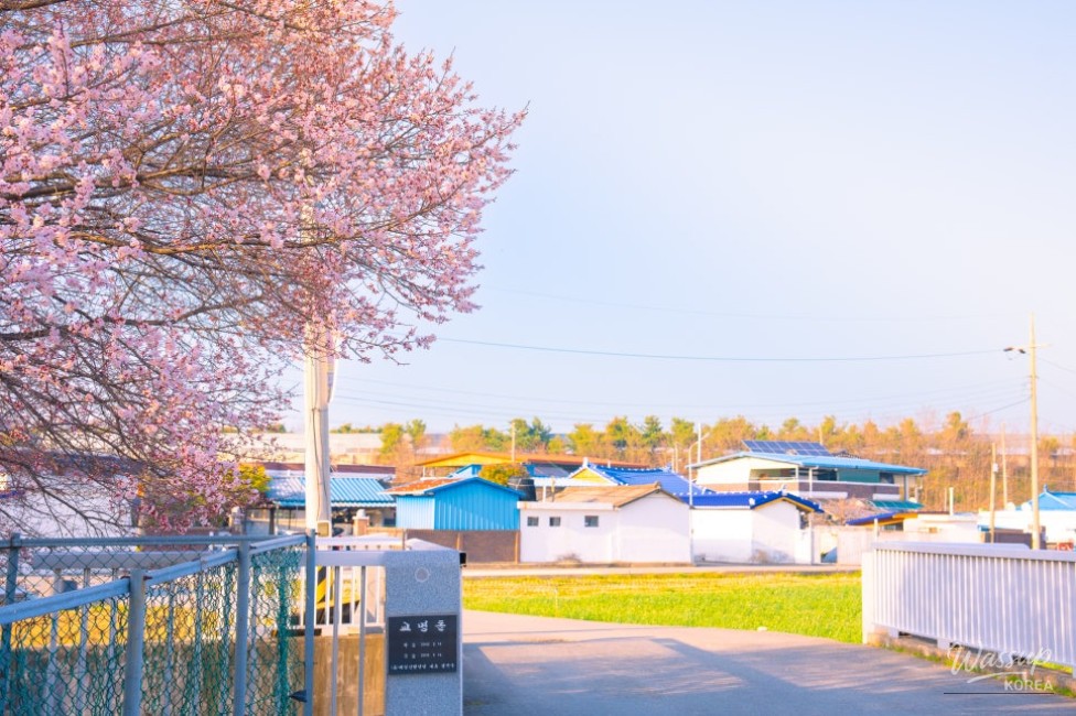 Spring in Sin Tak-ri: A Celebration of Nature and Community_08