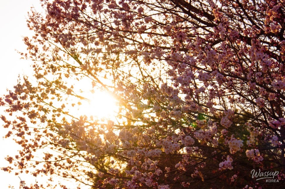 Spring in Sin Tak-ri: A Celebration of Nature and Community_09