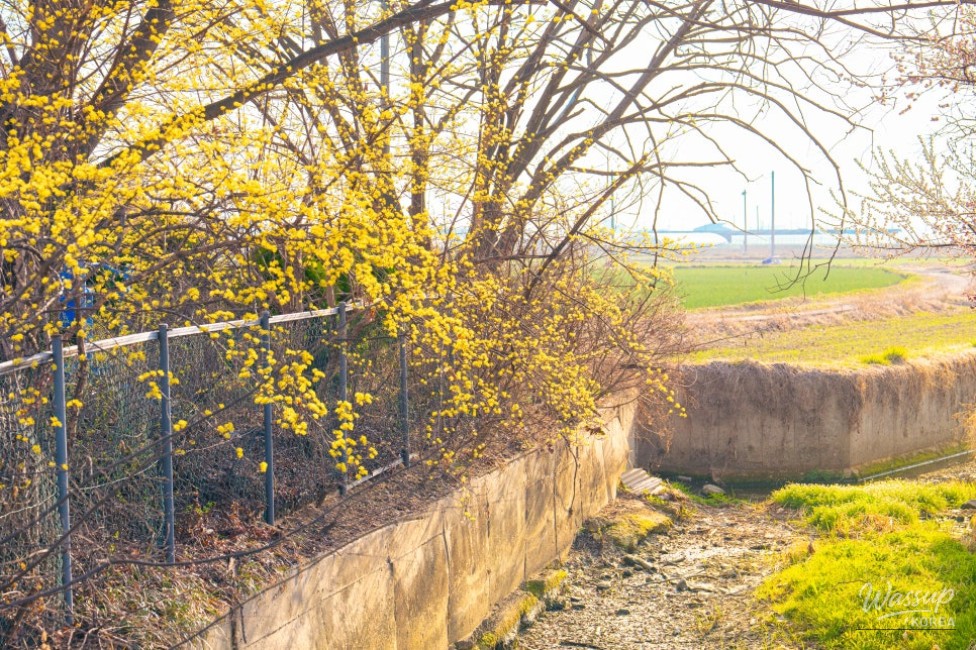 Spring in Sin Tak-ri: A Celebration of Nature and Community_07