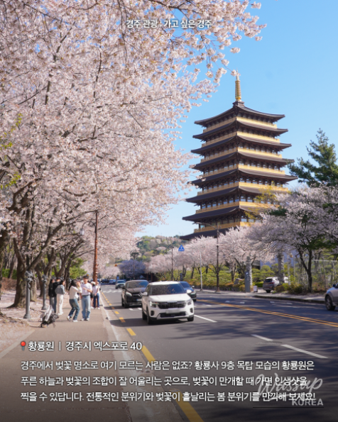 Spring Cherry Blossom Travel in Gyeongju_04