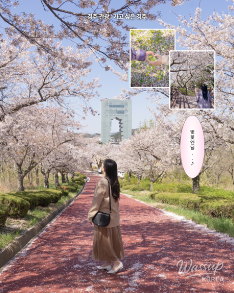 Spring Cherry Blossom Travel in Gyeongju_03