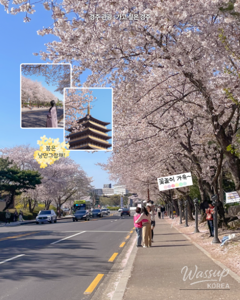 Spring Cherry Blossom Travel in Gyeongju_05