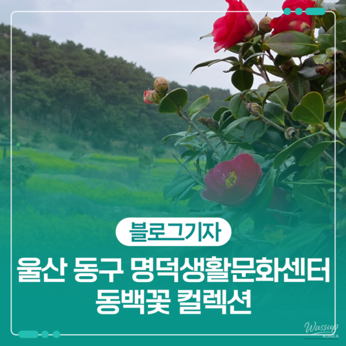 Exploring the Camellia Flower Collection in Ulsan1621