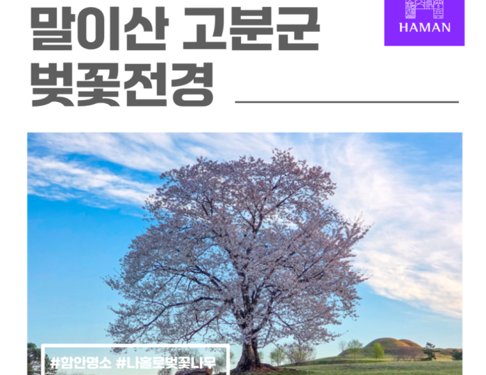 Exploring the Cherry Blossom Tree at Mari Mountain Tombs in Hamann float