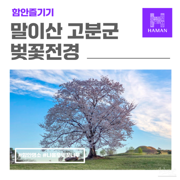 Exploring the Cherry Blossom Tree at Mari Mountain Tombs in Hamann1618