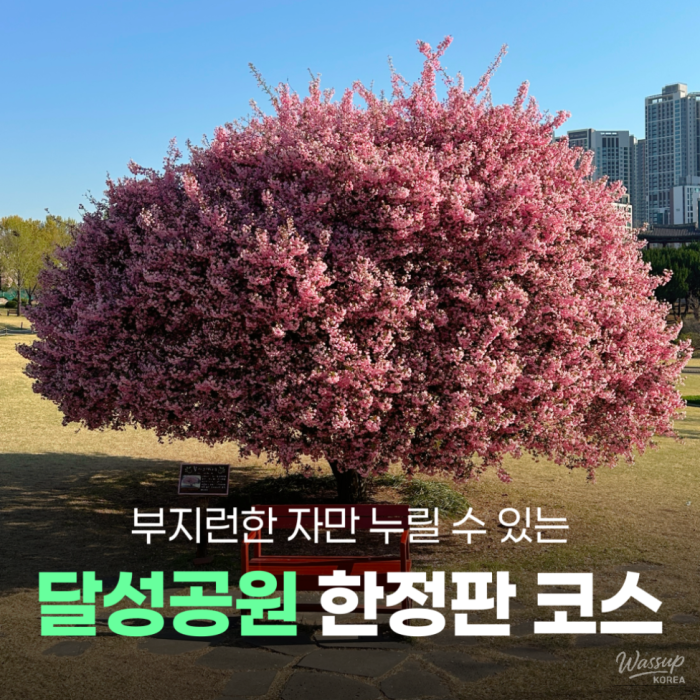 Spring Awakening at Daegu Dalseong Park1616