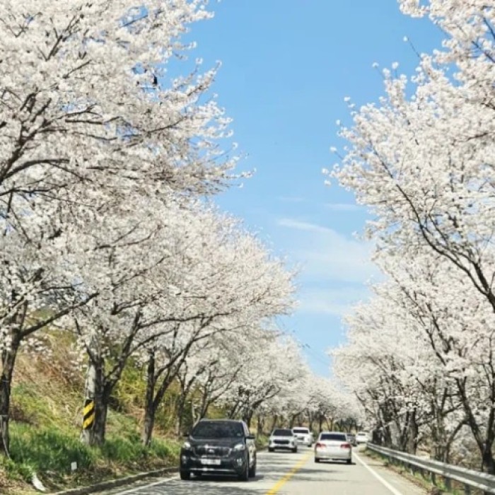 Spring Blossoms in Geochang: A Hidden Gem3218