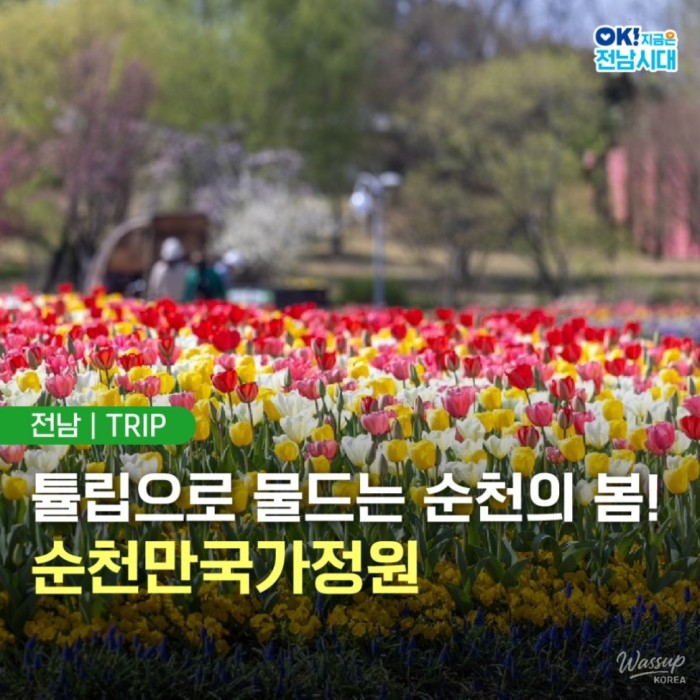 Spring Blooms at Suncheon Bay National Garden3222