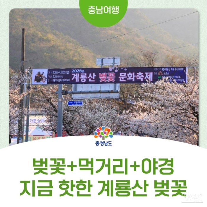 2026 Gyeryongsan Cherry Blossom Festival: A Spring Delight3230