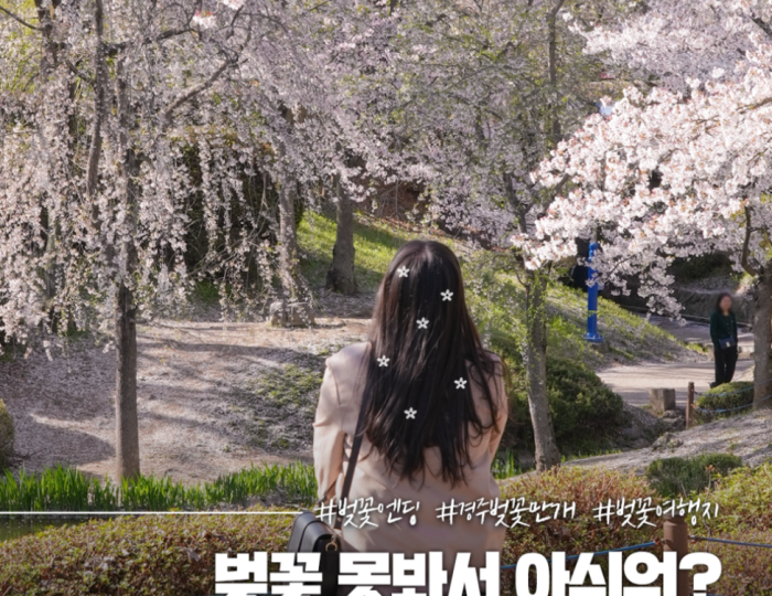 Spring Cherry Blossom Travel in Gyeongju float