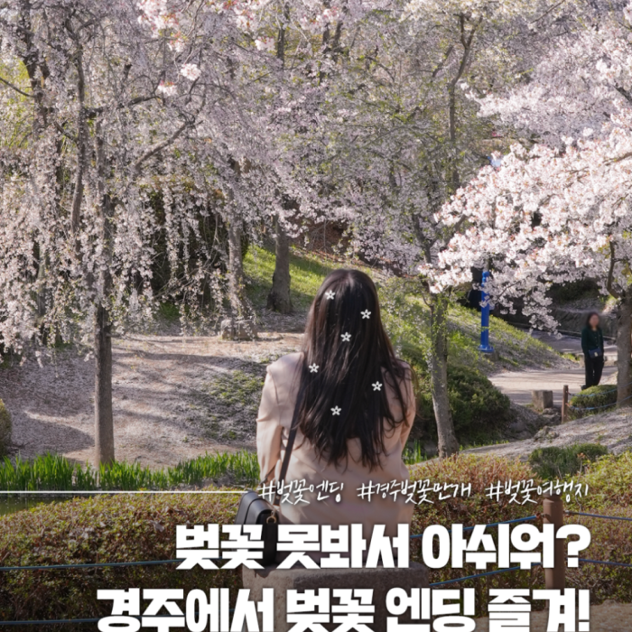 Spring Cherry Blossom Travel in Gyeongju3224