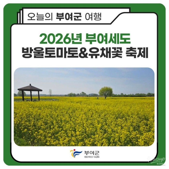 2026 Buyeo Sedo Cherry Tomato & Canola Flower Festival3227