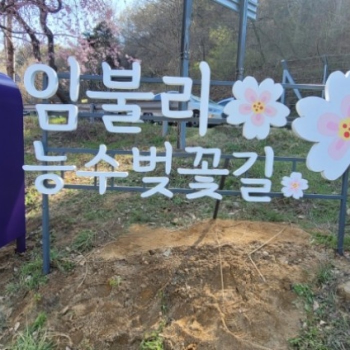 Exploring the Beautiful Cherry Blossom Road in Geochang3234