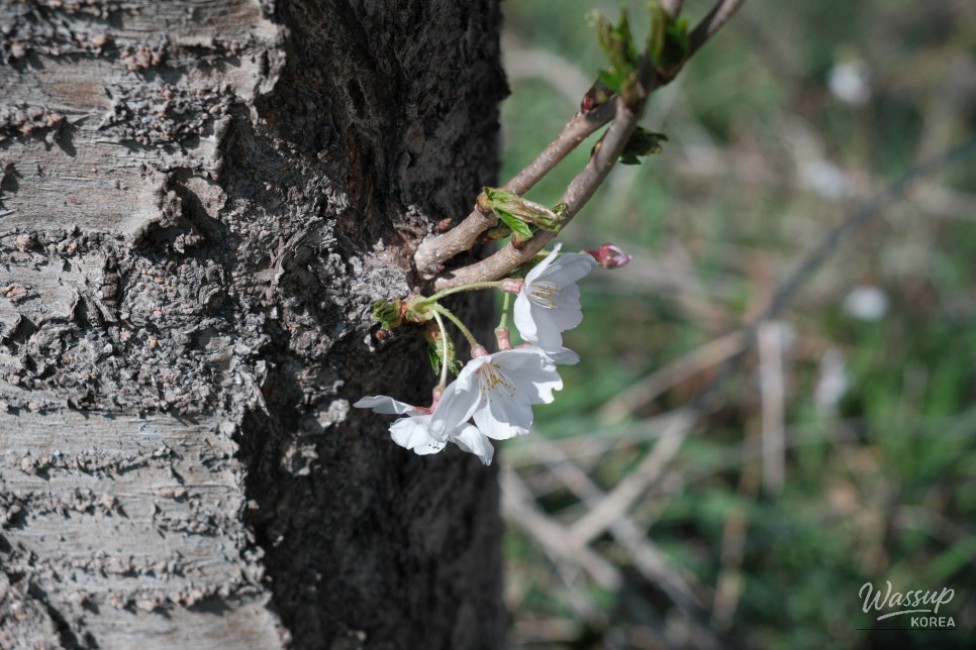 Exploring the Cherry Blossom Path at Gwangnyeocheon_08