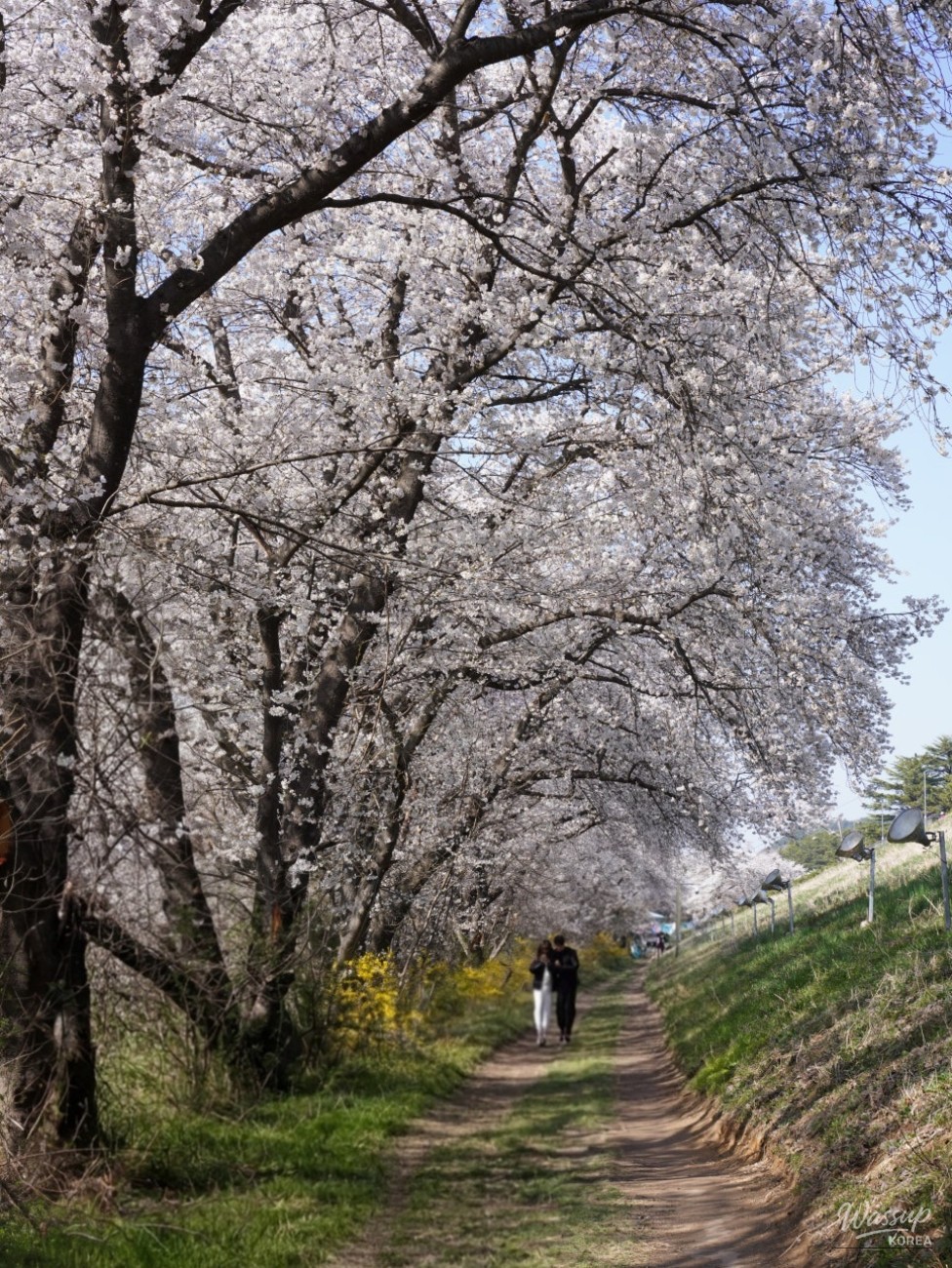 Exploring the Beauty of Guui Reservoir Cherry Blossom Trail_04
