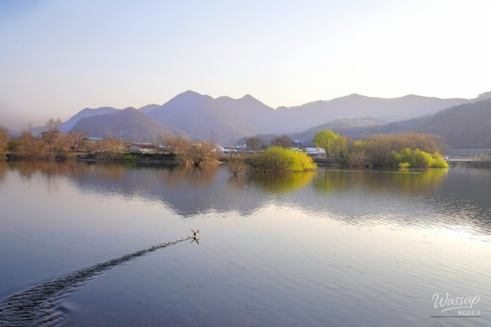 Exploring the Beauty of Guui Reservoir Cherry Blossom Trail_15