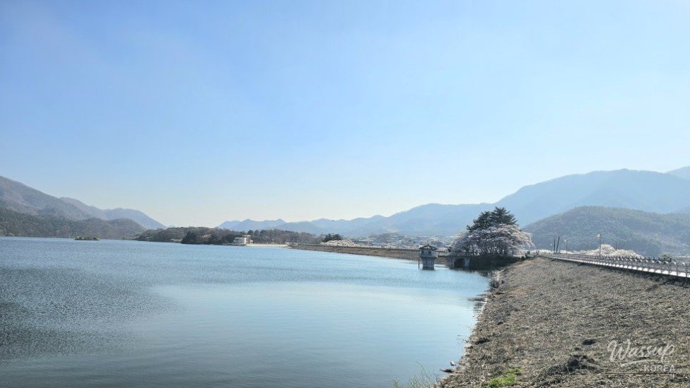 Exploring the Beauty of Guui Reservoir Cherry Blossom Trail_08