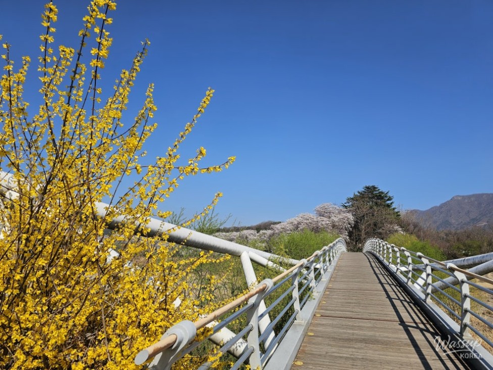 Exploring the Beauty of Guui Reservoir Cherry Blossom Trail_03