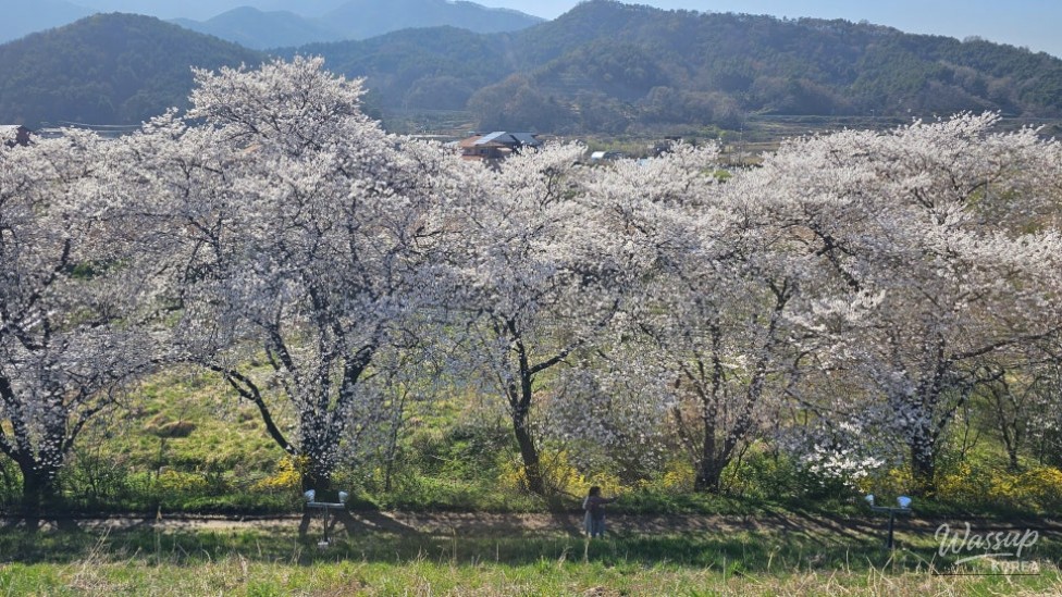 Exploring the Beauty of Guui Reservoir Cherry Blossom Trail_06