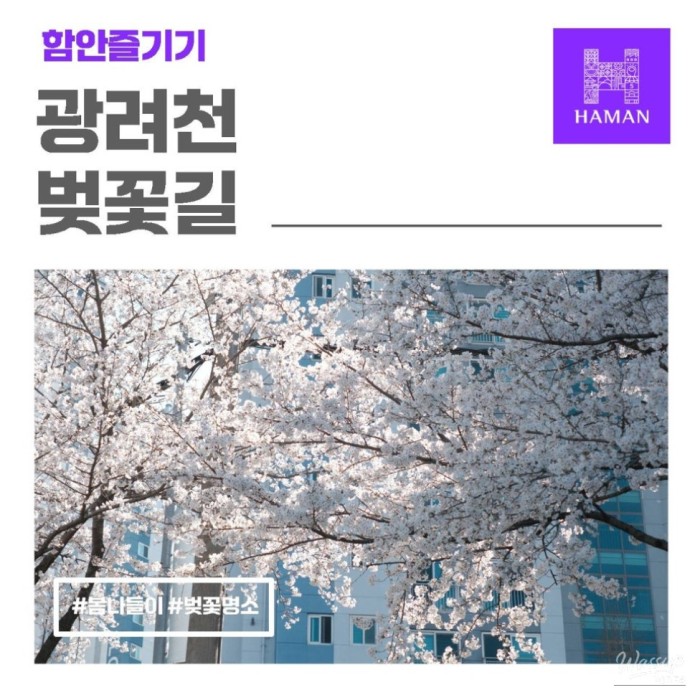 Exploring the Cherry Blossom Path at Gwangnyeocheon1627