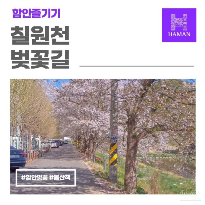 Spring at Chiwoncheon Cherry Blossom Road1626