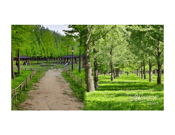 Best Walking Destinations in Korea for Early April float