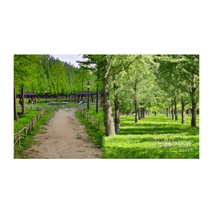 Best Walking Destinations in Korea for Early April3235