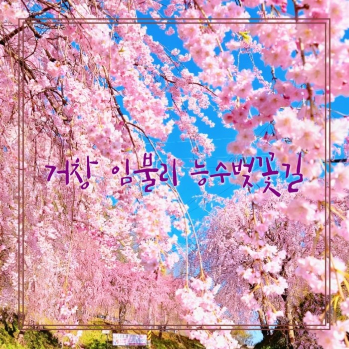 Exploring the Beauty of Imbulri Cherry Blossom Road3240