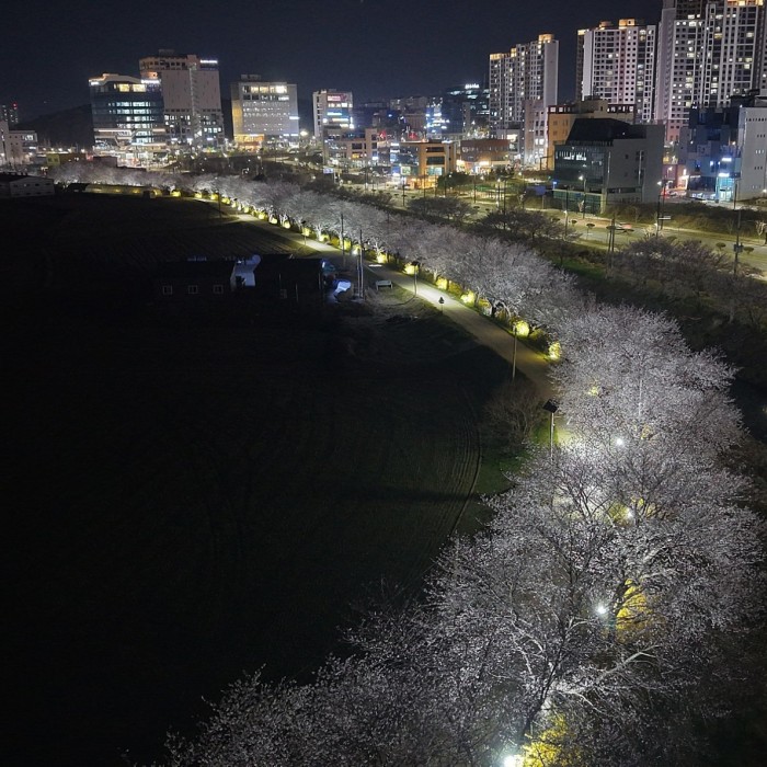 The 18th Dangjin Sunseong Cherry Blossom Festival3246