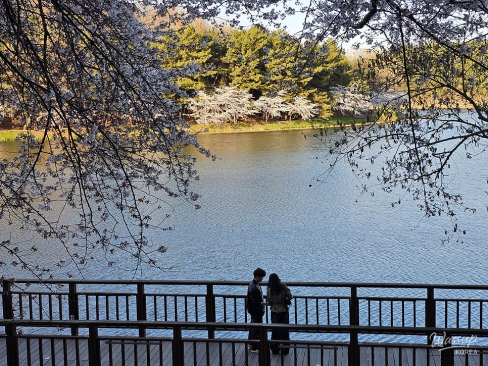 Cherry Blossom Attractions in Jeonbuk: Gunsan Eunpa Lake Park_05