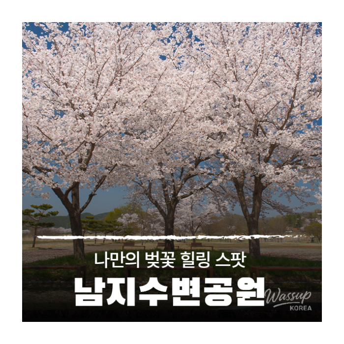 Discovering the Cherry Blossom Spot at Namji Waterfront Park1631