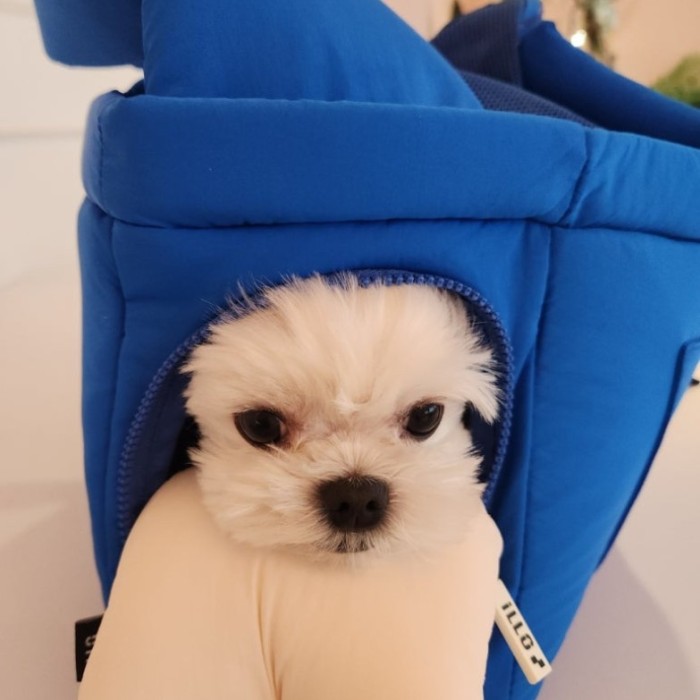 Review of Loop Dogs: A Dog Café Experience in Suwon2095