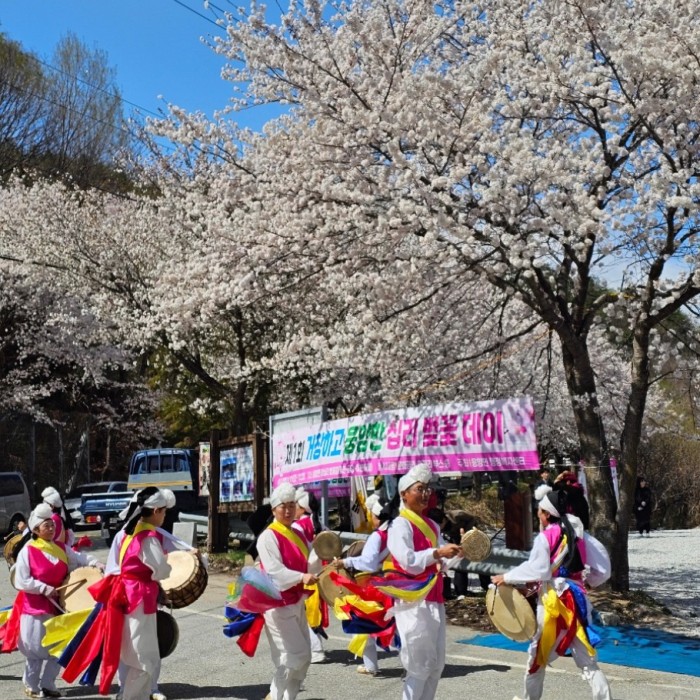 Gochang's Grand Cherry Blossom Festival3265