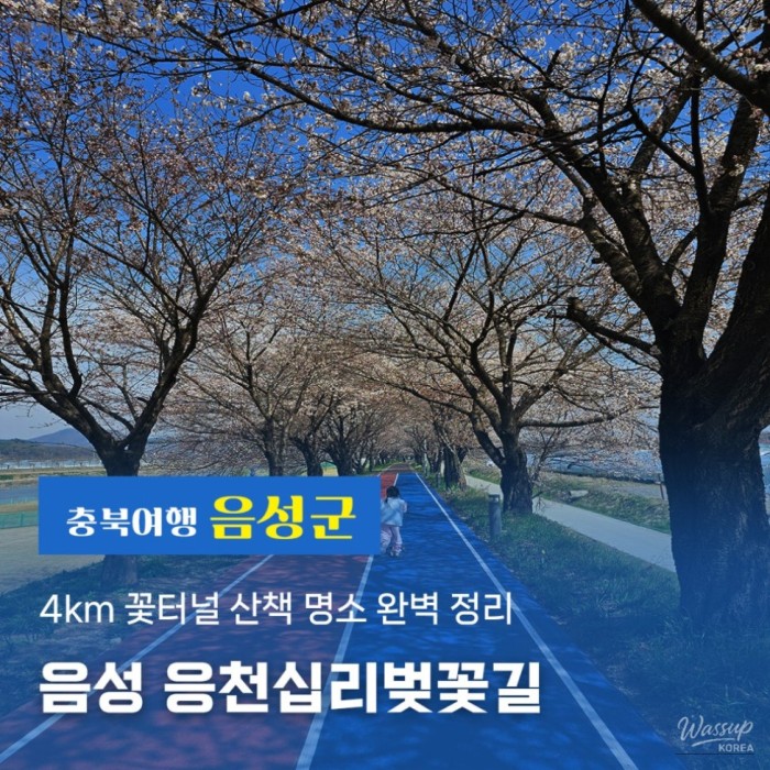 Exploring Eungcheon Cherry Blossom Path in Eumseong County3250