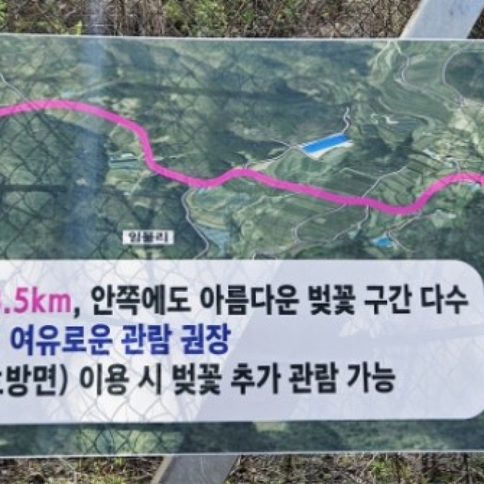 Blooming Cherry Blossoms in Imbul Village3263