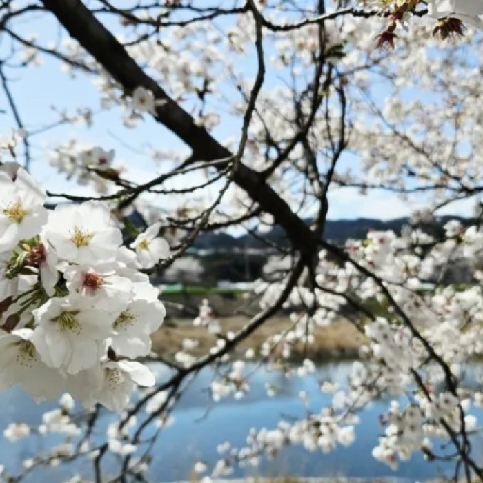 Discovering the Hidden Cherry Blossom Path in Geochang3252