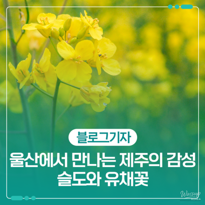 Exploring the Beauty of Soldo's Canola Flowers1636