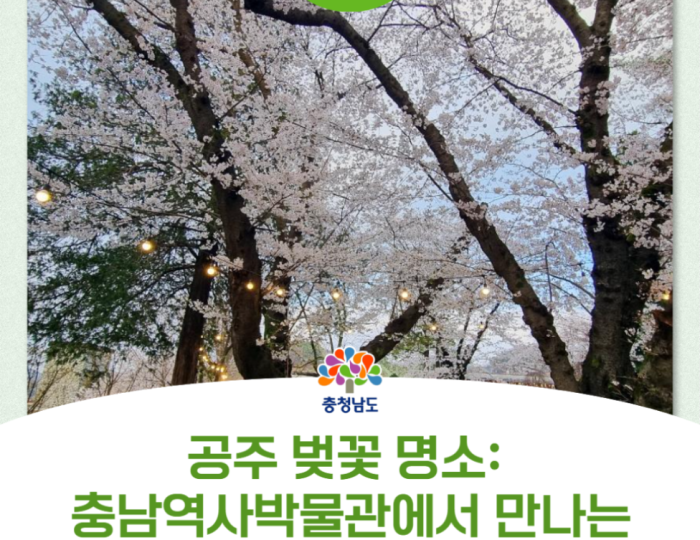 Cherry Blossom Experience at Chungnam History Museum float