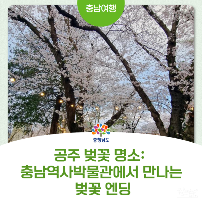 Cherry Blossom Experience at Chungnam History Museum3276