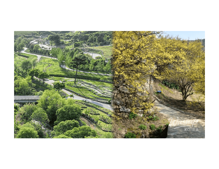 Discovering the Hidden Gems of Bonghwa in April float