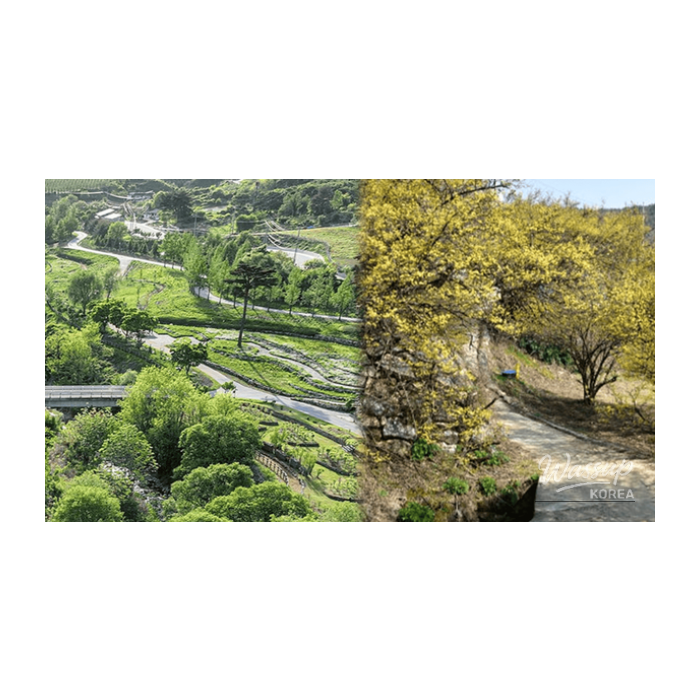 Discovering the Hidden Gems of Bonghwa in April3279