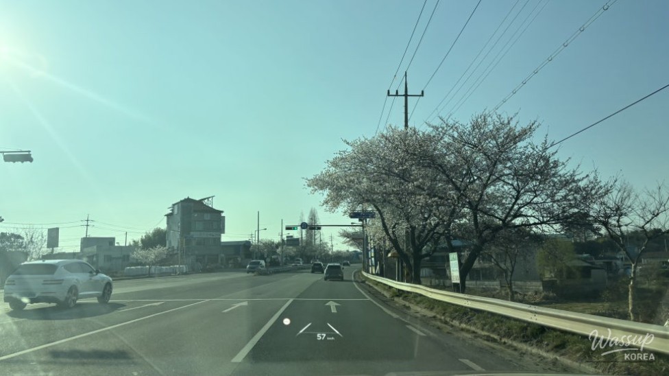 Cherry Blossom Drive Hotspots in Bongdong, Gosan, and Samnye_04