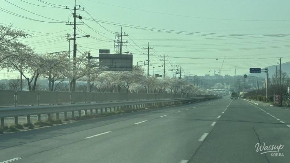 Cherry Blossom Drive Hotspots in Bongdong, Gosan, and Samnye_02